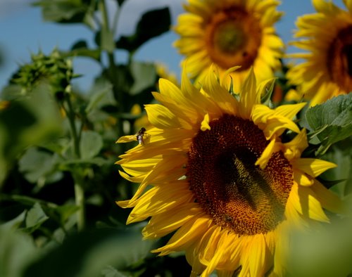 sunflowers 12