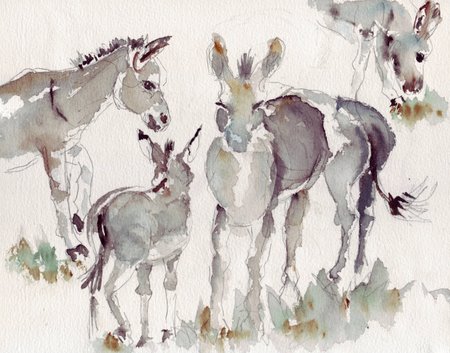 donkeys.jpg