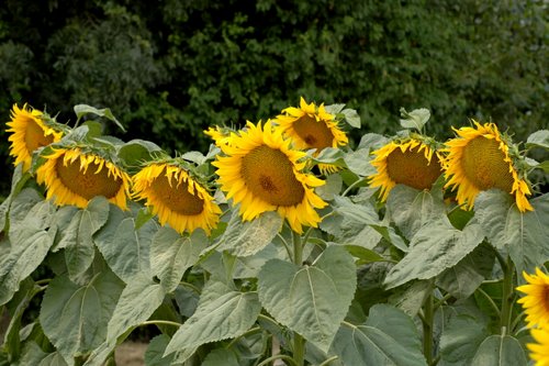 sunflowers 19