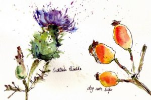 thistle and rosehips