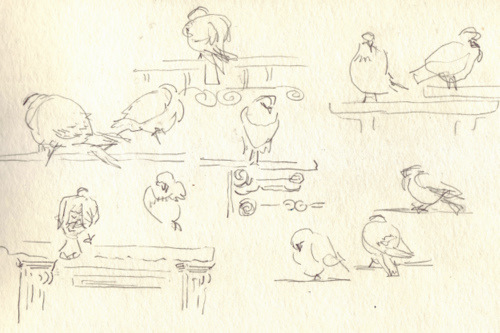 Sketches from Caen-pigeons