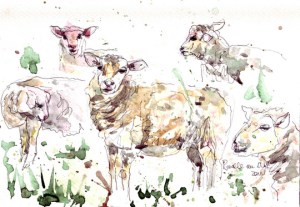 sheep 2