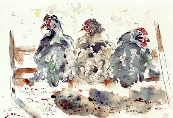 poulets aquarelles