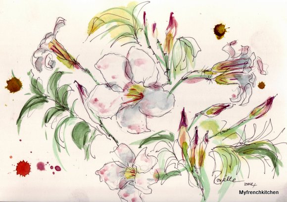 dipladenia 5844x4108