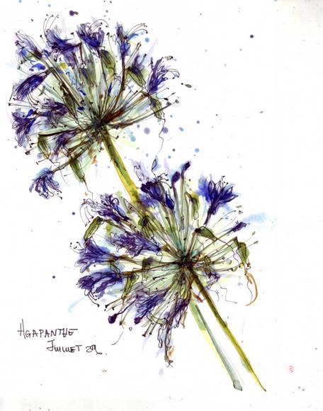 Agapanthus -001