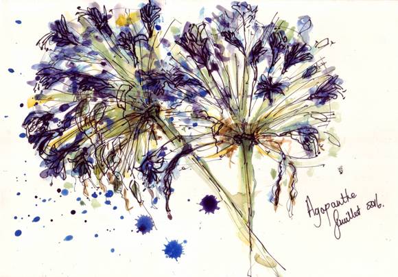 Agapanthus
