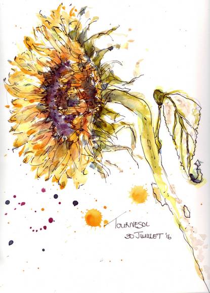 sunflowers 2016