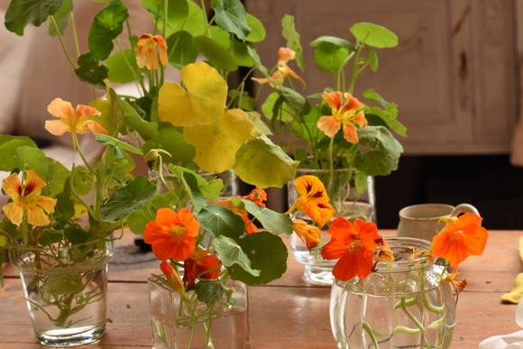 nasturtiums-in-yellow-and-red-002